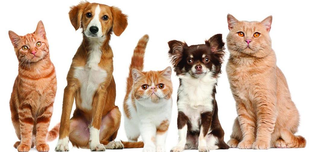 Доска объявлений о животных | ЗооТом - продажа, вязка и услуги для животных в Кстово