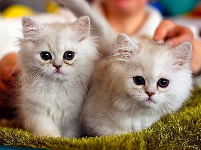 Породы кошек в Кстово | ЗооТом портал о животных