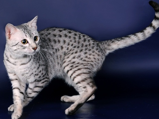 Породы кошек в Кстово | ЗооТом портал о животных