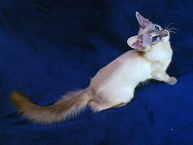 Выведенные породы кошек в Кстово | ЗооТом портал о животных