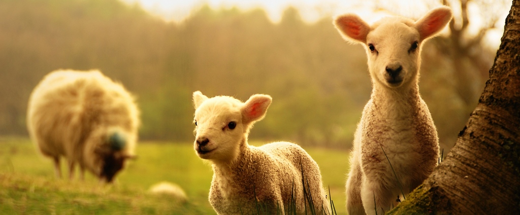 Объявления о сельскохозяйственных животных | ЗооТом - продажа, вязка и услуги для животных в Кстово