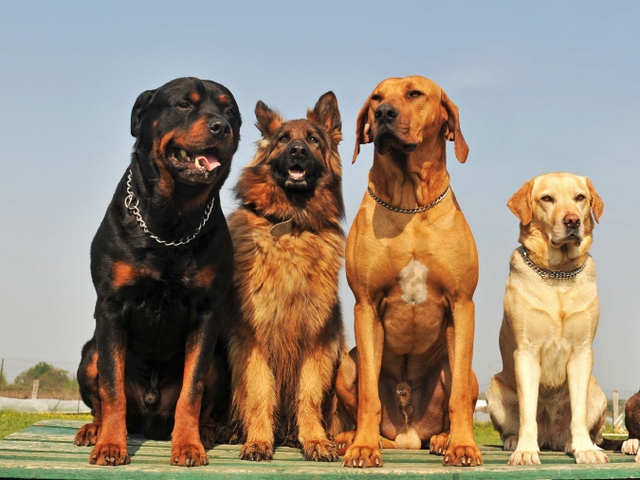 Крупные породы собак в Кстово | ЗооТом портал о животных